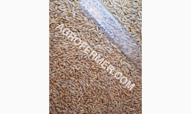 Семена ячменя ADDISON ярый канадский сорт - фото № 12