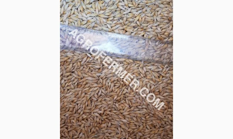 Семена ячменя ADDISON ярый канадский сорт - фото № 2