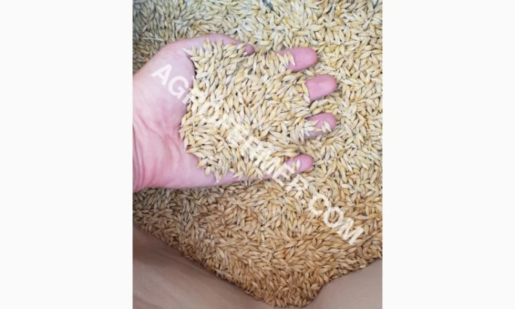 Семена ячменя ADDISON ярый канадский сорт - фото № 11