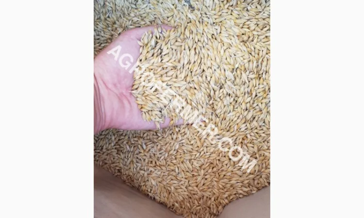 Семена ячменя ADDISON ярый канадский сорт - фото № 10