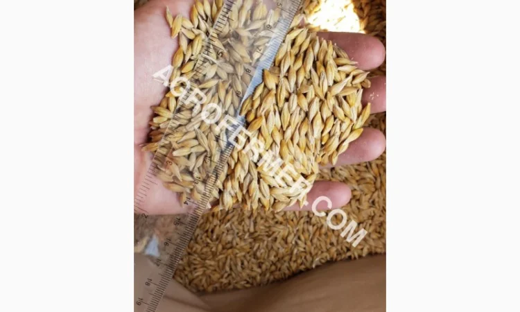 Семена ячменя ADDISON ярый канадский сорт - фото № 8