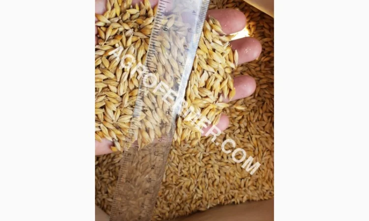 Семена ячменя ADDISON ярый канадский сорт - фото № 7