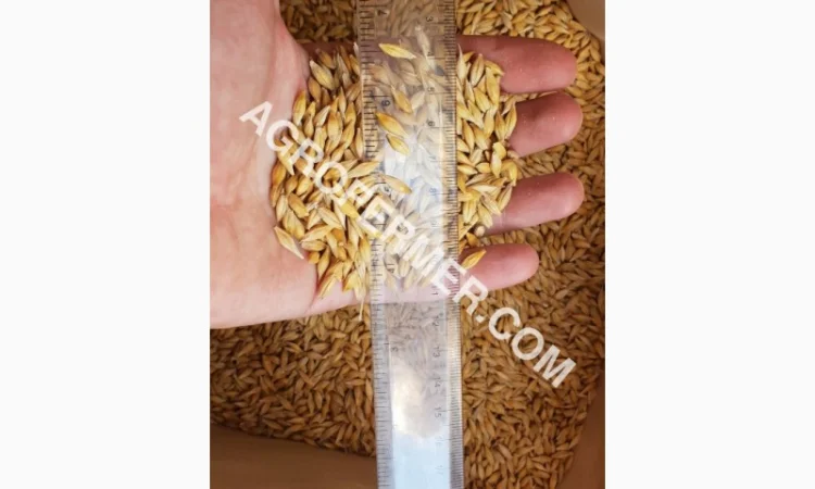 Семена ячменя ADDISON ярый канадский сорт - фото № 6