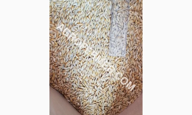 Семена ячменя ADDISON ярый канадский сорт - фото № 5