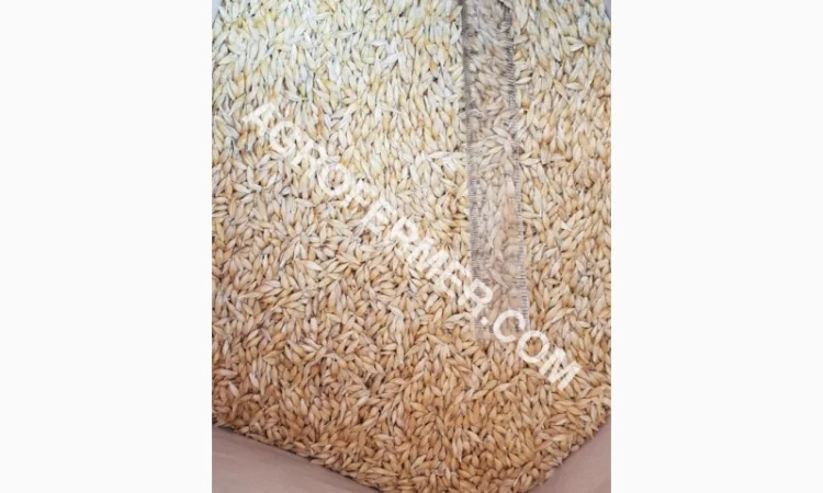 Семена ячменя ADDISON ярый канадский сорт - фото № 4