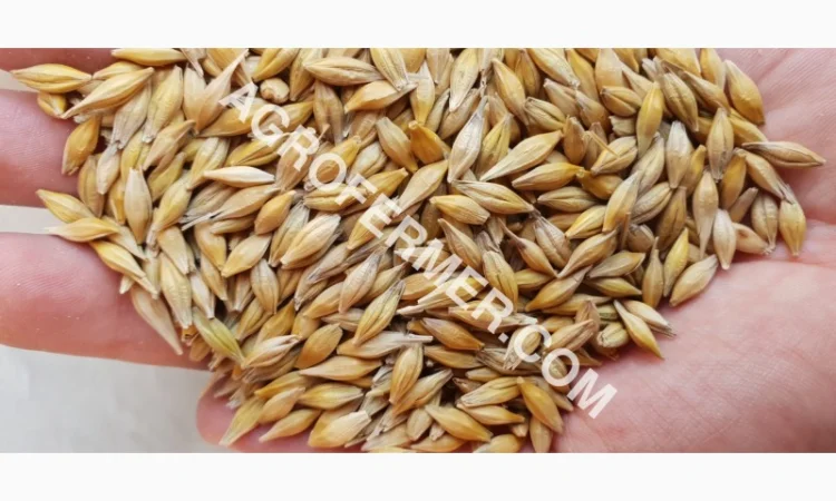 Семена ячменя ADDISON ярый канадский сорт - фото № 3