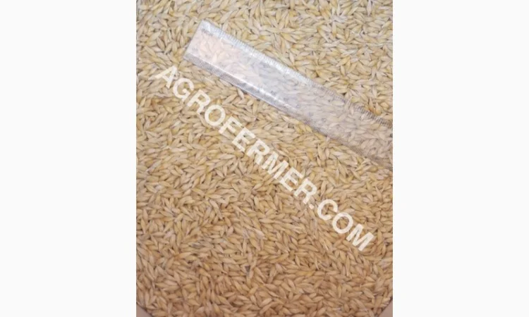 Семена ячменя ADDISON ярый канадский сорт - фото № 19