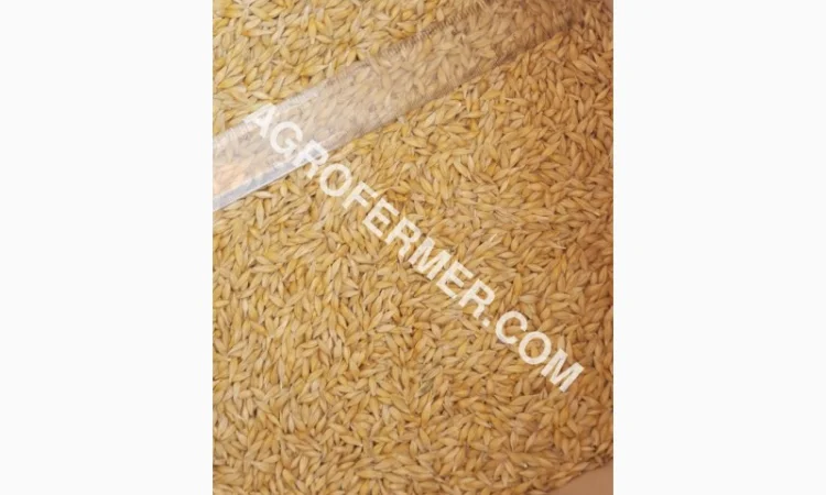 Семена ячменя ADDISON ярый канадский сорт - фото № 18