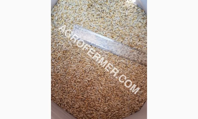 Семена ячменя ADDISON ярый канадский сорт - фото № 17