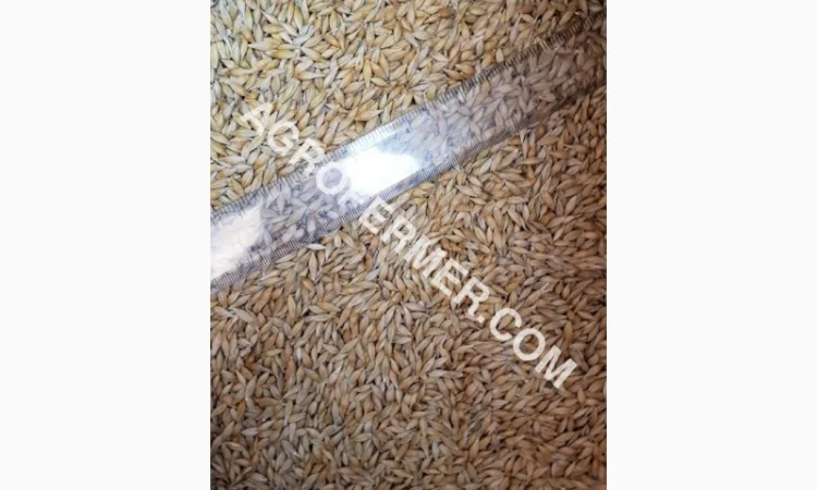 Семена ячменя ADDISON ярый канадский сорт - фото № 16