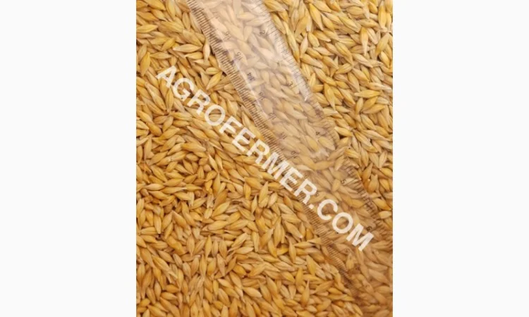 Семена ячменя ADDISON ярый канадский сорт - фото № 15