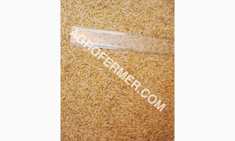 Семена ячменя ADDISON ярый канадский сорт - фото № 14