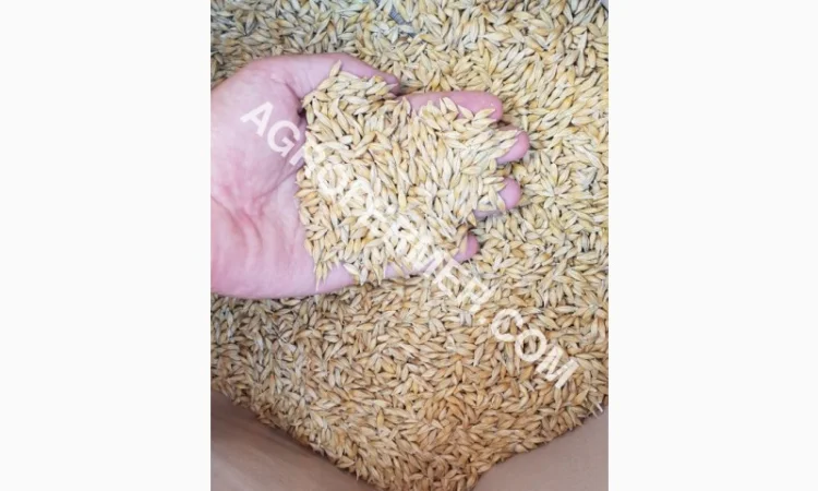 Продаю озимий ячмінь NORMAN - фото № 3