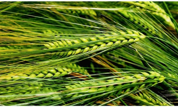 Семена ярового ячменя донецкий 14, донецкий 15, сталкер, аватар, адапт - фото № 1