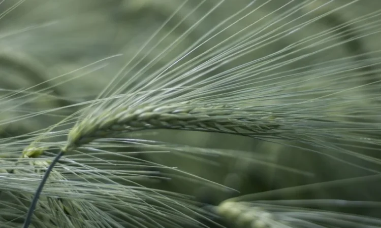 Насіння озимого ячменю Луран від Selgen - фото № 1