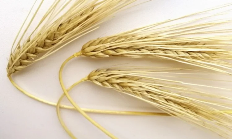 Насіння озимого ячменю Девятий вал - фото № 1