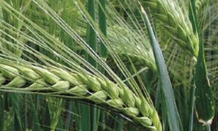 Насіння озимого ячменю Saaten Union Майбріт Еліта в продаже - фото № 1