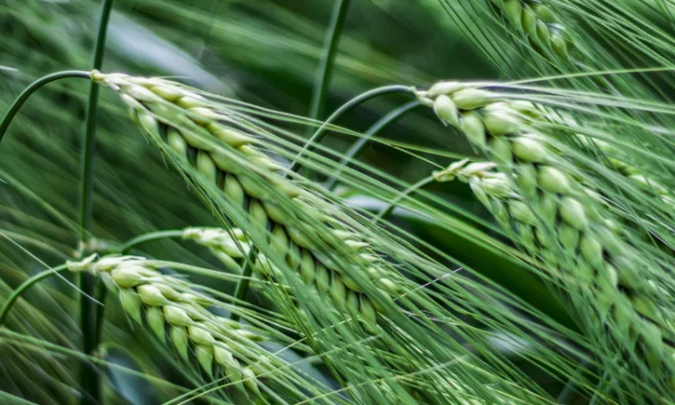 Насіння озимого ячменя Тітус от Saaten Union - фото № 1