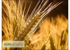 Закупаем ячмень у сельхозпроизводителей - фото № 1