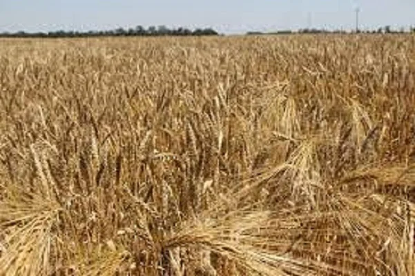 Насіння ячменя озимого Казанова на продажу - фото № 1