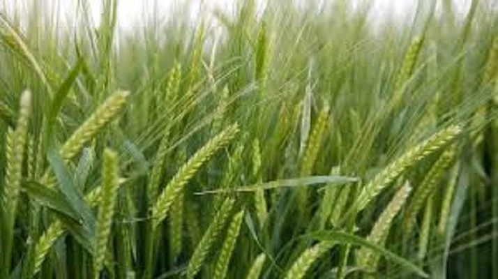 Семена ячменя озимого Лорелей - фото № 1