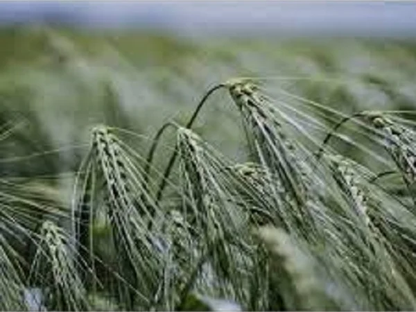 Семена ячменя озимого ЛЕСТЕР з Чехії - фото № 1