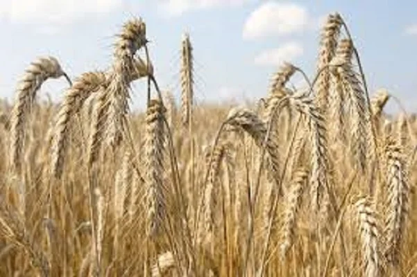 Семена ячменя озимого Марисса на продаж - фото № 1