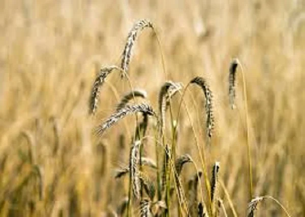 Насіння ячменя озимого ТЕНОР KWS на продаж - фото № 1