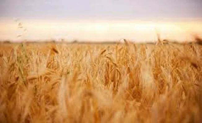 Ячмінь озимий МІП СТАТУС для продажу - фото № 1