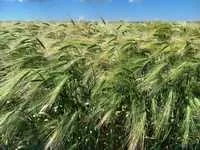 Ячмін озимий Мастер Зернограда у продажу - фото № 1