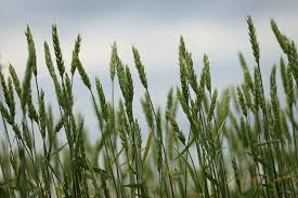 Ячмінь озимий СЕЛЕНА СТАР на продаж - фото № 1