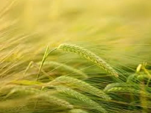 Насіння ячменю озимого ТИТУС від виробника - фото № 1