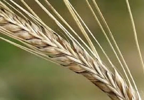 Насіння ячменю озимого МАЙБРИТ Німеччина на продаж - фото № 1