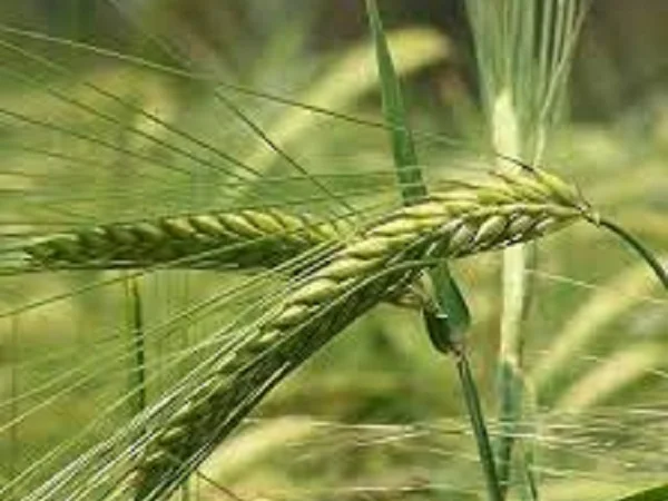 Семена ячменя озимого ХАЙДИ від Saatbau Linz - фото № 1