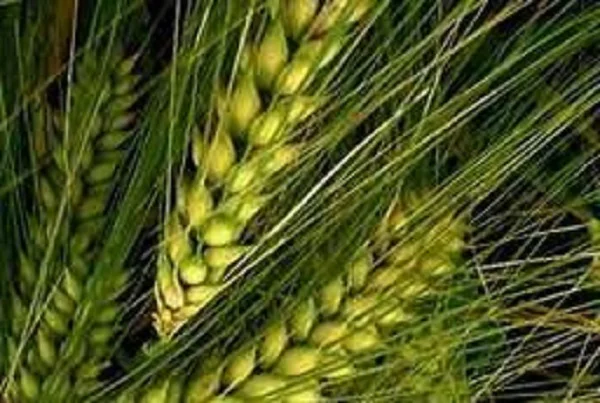 Насіння ячменю озимого ЛУРАН від виробника - фото № 1