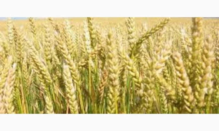 Семена ячменя озимого сорта СНЕЖНАЯ КОРОЛЕВА - фото № 1