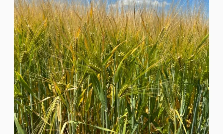 Ячмінь озимий Кайлін на продаж - фото № 1