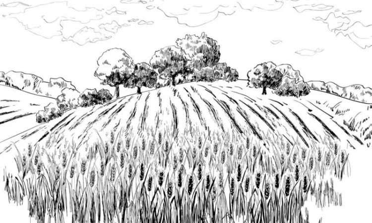 Закупівля ЯЧМІНЯ нового врожаю - фото № 1