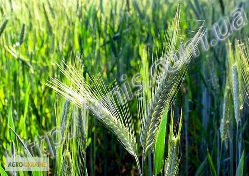 Продаж насіння ячменю ярого Патрицій - фото № 1