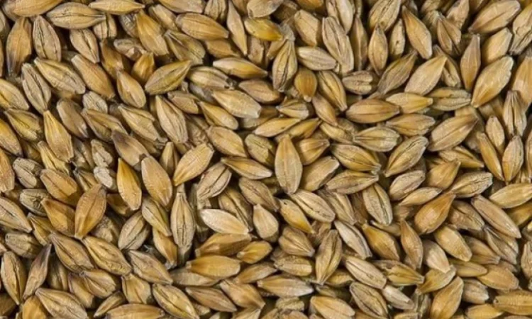 Закупівля ячменю пивоварного - фото № 1