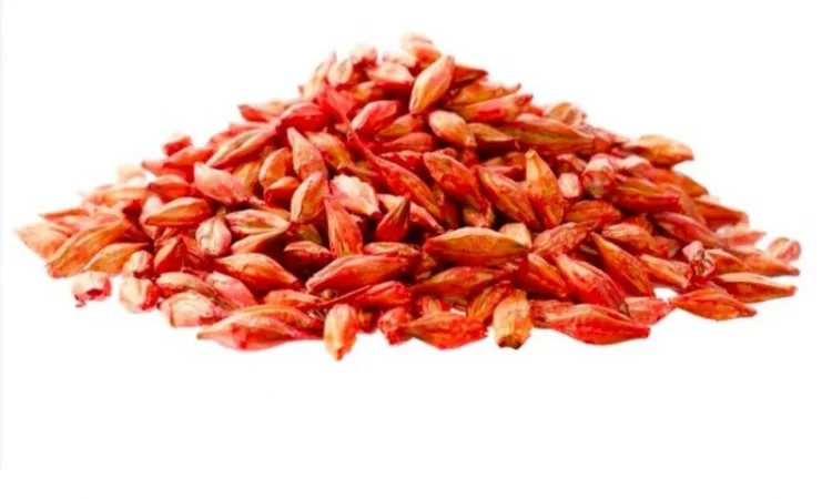 Посівний ячмінь ярий - 1 репродукція, рік врожайності 2022 - фото № 1