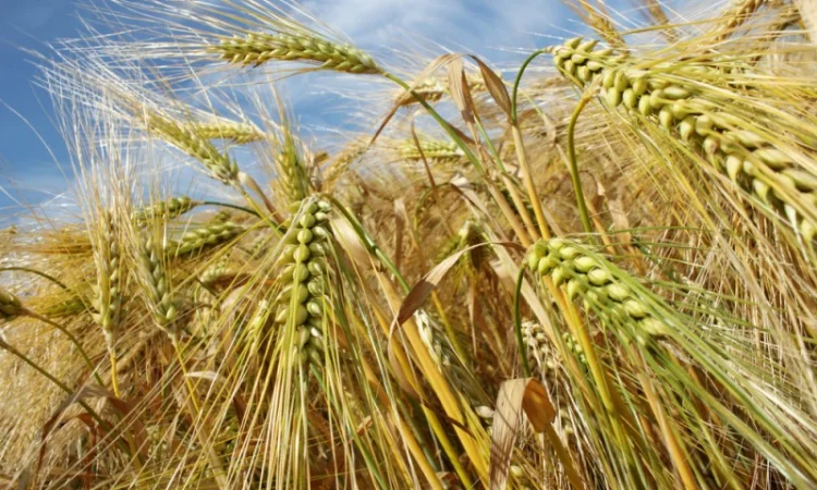 Купуемо ячмінь без черг та швидкий розрахунок - фото № 1