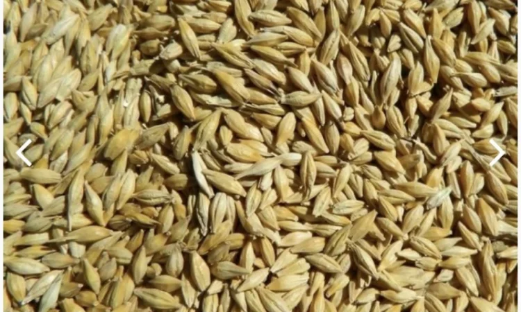 Куплю дорого ярый ячмень - фото № 1