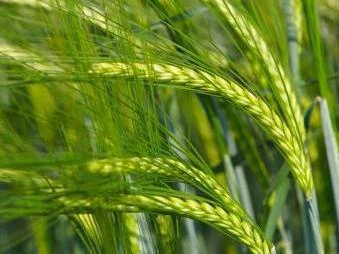 Ячмінь ярий Адапт еліта - фото № 1