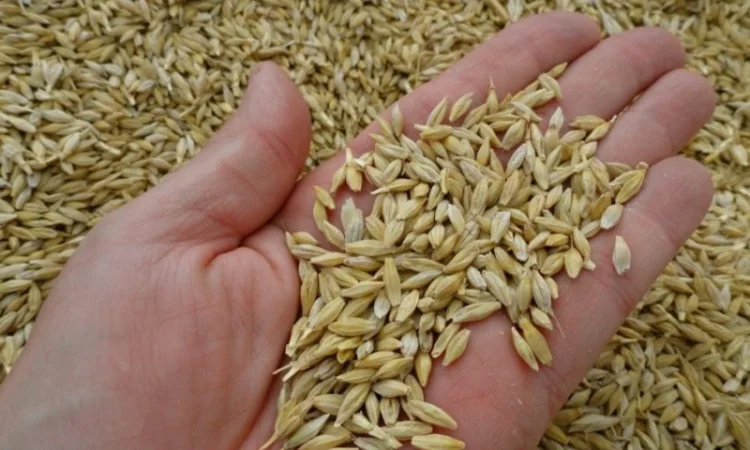 Ячмень Куплю, вся Полт.обл - фото № 1