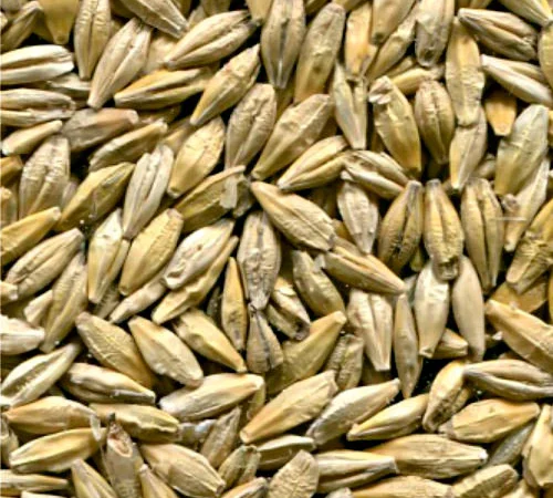 Закупаем оптом Ячмень.Возможно самовывоз, Кременчуг - фото № 1