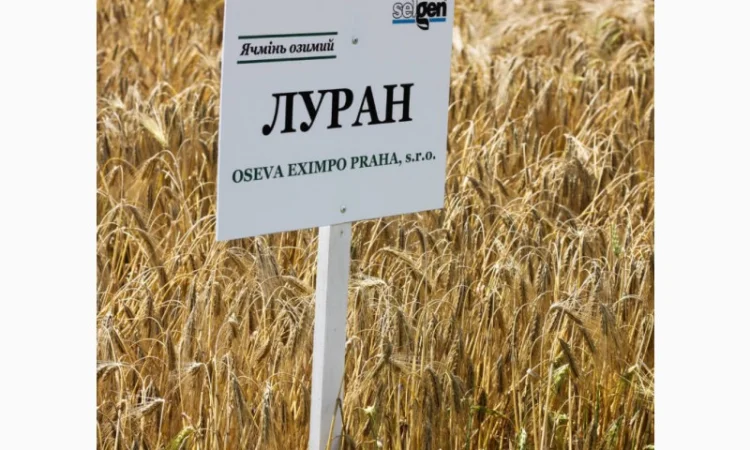 Озимий ячмінь Луран Selgen Чехія -1 репродукція - фото № 1