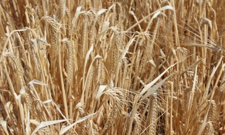 Яровой ячмень Буффало - фото № 1