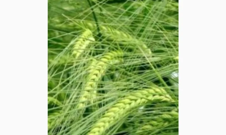 Продам посівний ячмінь, сорт «Гладіс» - фото № 1