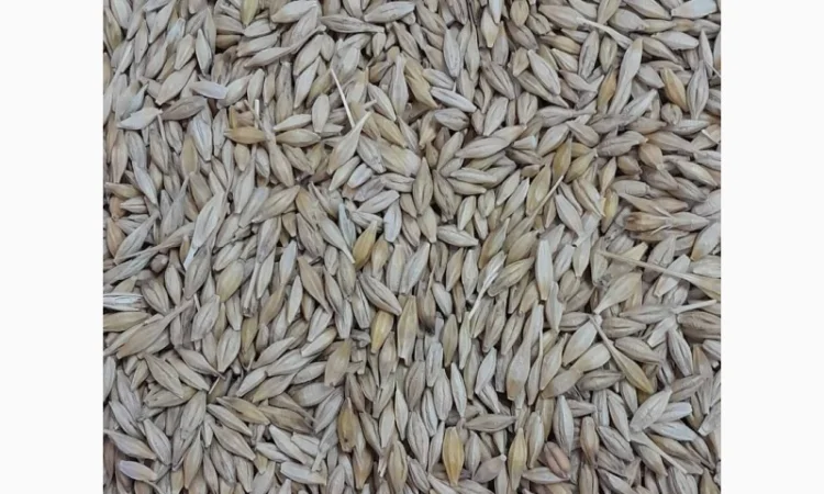 Купуємо ячмінь - фото № 1